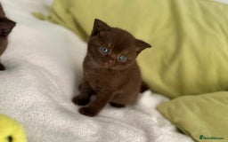 British Shorthair cats for sale: 🇬🇧BSH LILAC & BLUE BOYS 👀4🏠 🥰 GCCF REG  - Image 11