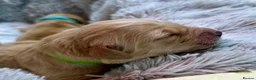 Golden Retriever dogs for sale: Adorable litter of 4 Golden Retriever puppies - Advert 10