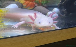 Axolotl reptiles for sale: 3 year old Axolotl with FULL SET UP  - Image 4