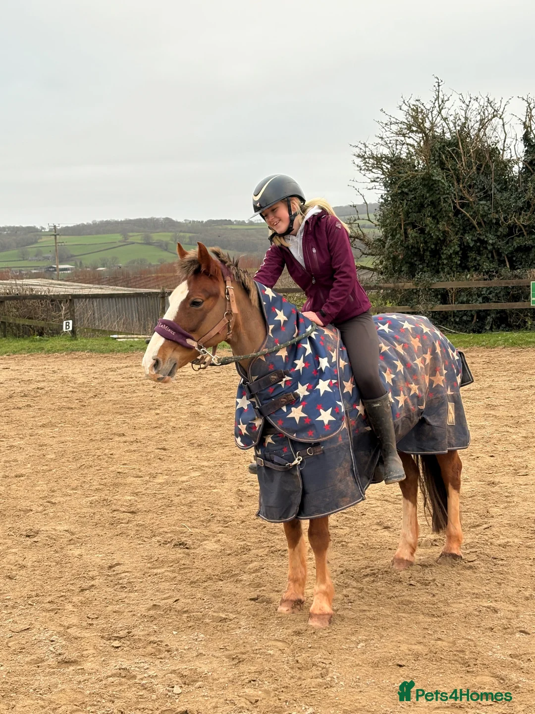 Other Breed horses for sale: Folly | 14hh | 13 y/o | quantock hill pony in Okehampton - Advert 8