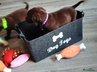 Labrador Retriever dogs - Advert 36