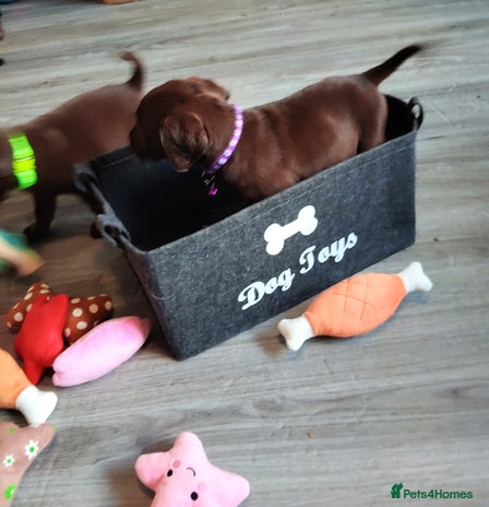 Labrador Retriever dogs - Advert 5