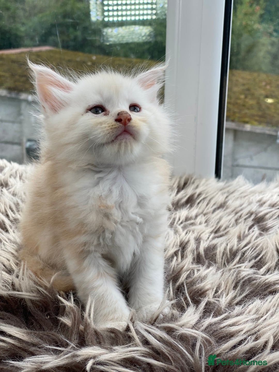 Maine Coon cats for sale: Purebred Maine Coons Ginger/Cream 2 boys, 2 girls - Image 5