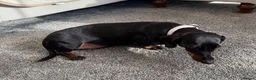 Dachshund dogs for sale: Beautiful Lady Daschund  - Advert 4