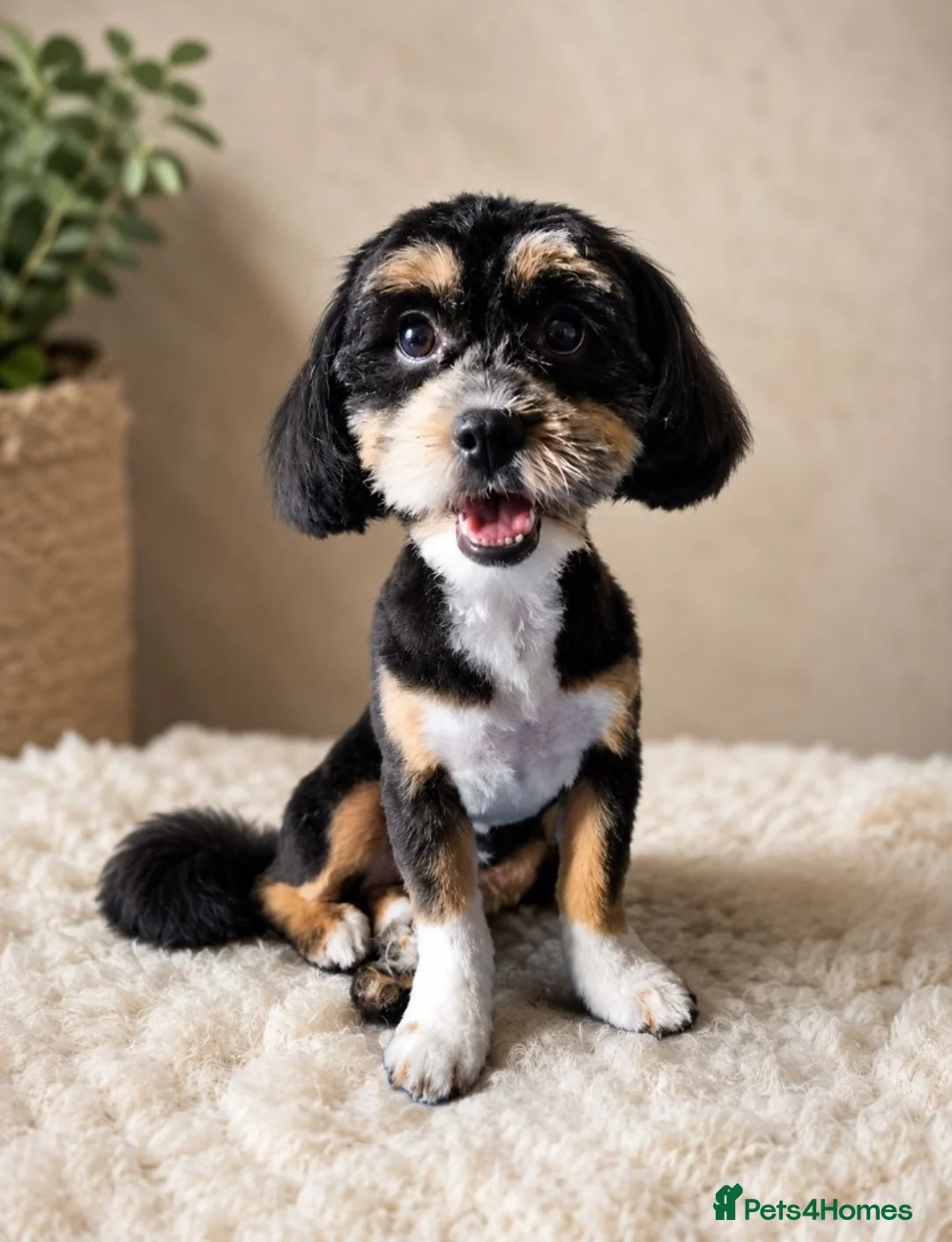 Shihpoo dogs for sale: Shipoo Puppies F1b's for sale  - Advert 1