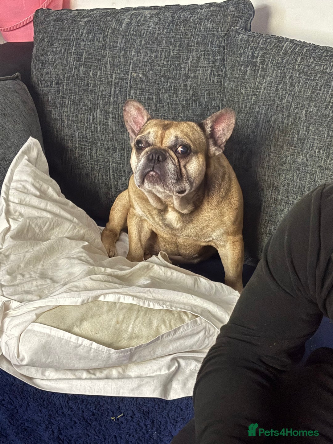 French Bulldog dogs for sale: French bull dog  - Advert 2