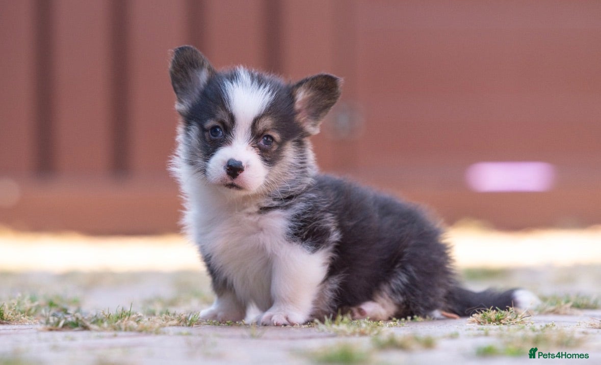 Welsh Corgi Pembroke dogs Show quality Pembrokeshire corgi - Advert 4