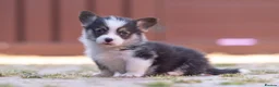 Welsh Corgi Pembroke dogs for sale: Show quality Pembrokeshire corgi READY NOW!!! - Advert 12