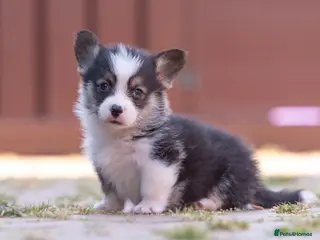 Welsh Corgi Pembroke dogs Show quality Pembrokeshire corgi - Advert 7