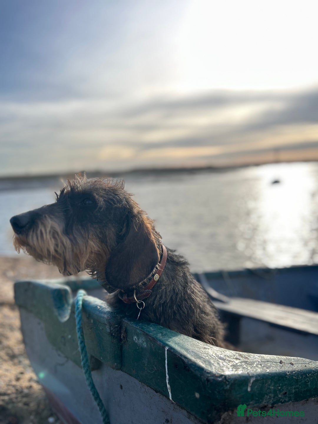 Dachshund dogs for stud: KC Reg 0%COI Brilliant Bold Wirehaired Teckel Stud in Sudbury - Image 2