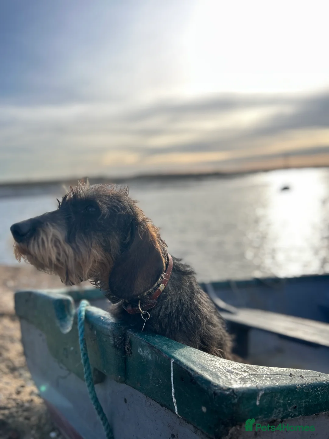 Dachshund dogs for stud: KC Reg 0%COI Brilliant Bold Wirehaired Teckel Stud in Sudbury - Advert 1