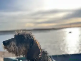 Dachshund dogs KC Reg 0%COI Brilliant Bold Wirehaired Teckel Stud in Sudbury - Advert 15