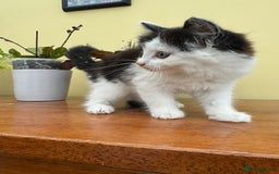 Maine Coon cats for sale: Maine coon xxx - Image 14