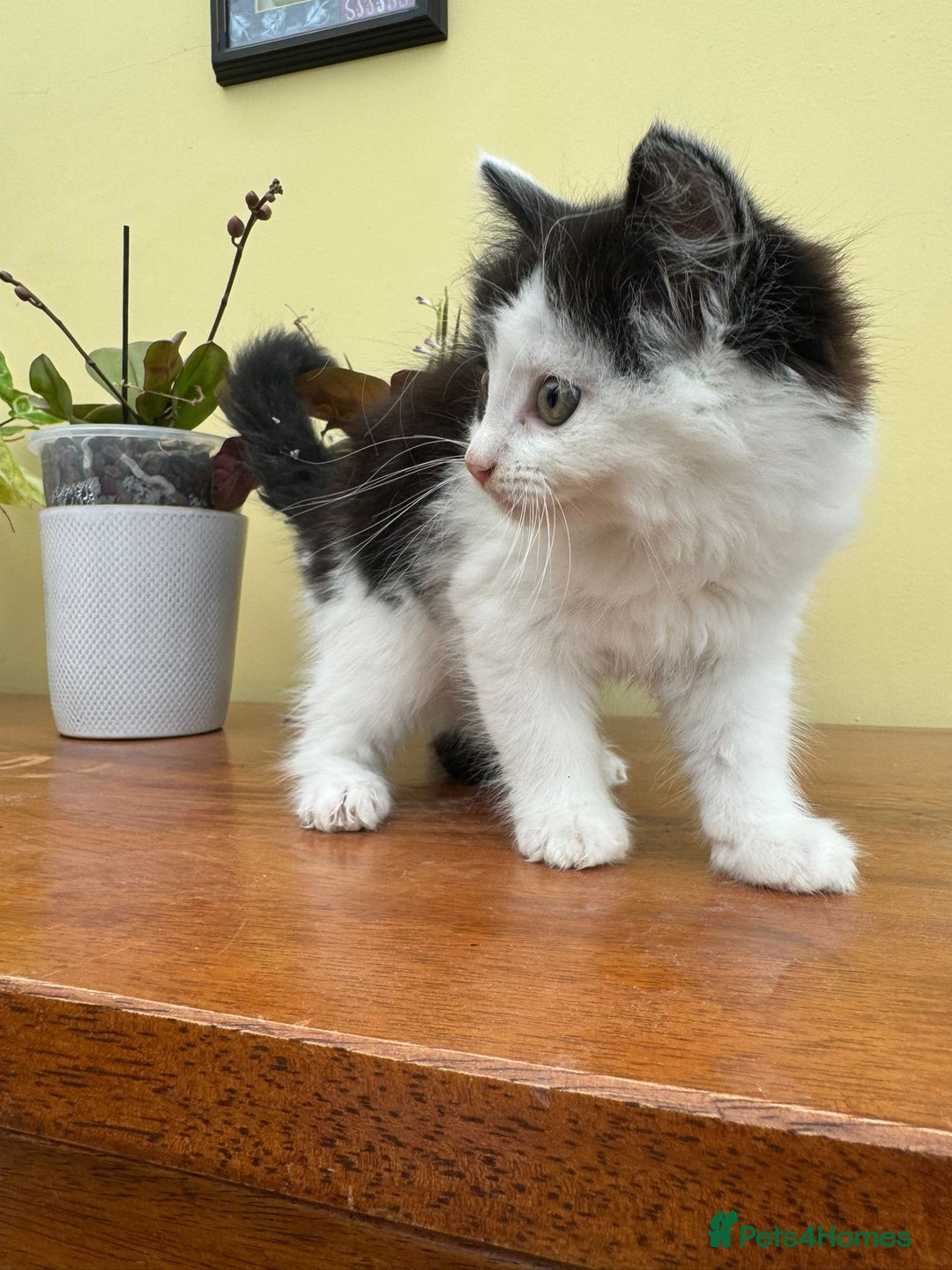 Maine Coon cats for sale: Maine coon xxx - Image 14