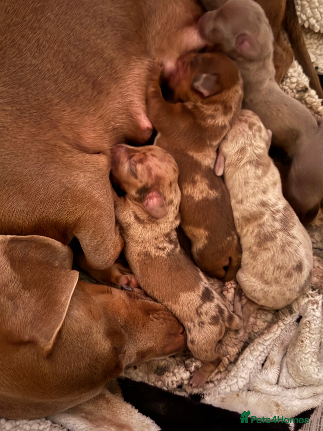 Miniature Dachshund dogs for sale: Miniature Dachshund puppies for sale     - Image 11