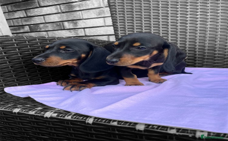 Dachshund dogs - Advert 16