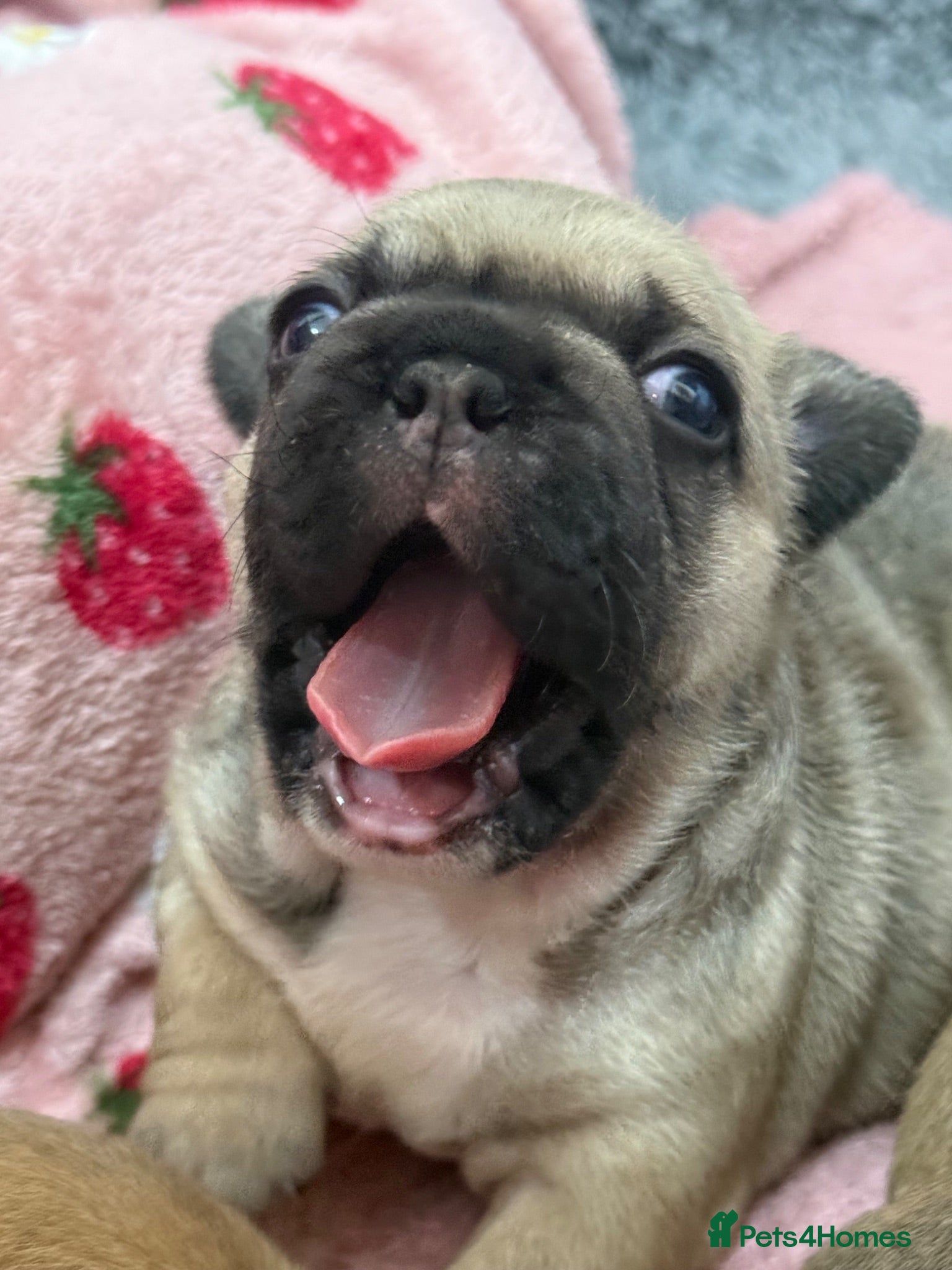 French Bulldog dogs TOP QUALITY KC REG FRENCH BULLDOG PUPPIES(HEALTHT) - Advert 1