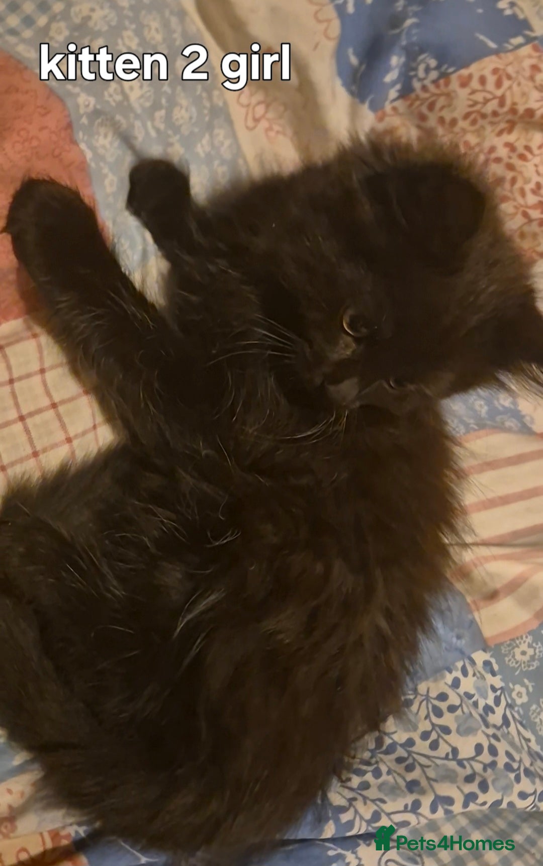 Maine Coon cats for sale: Maine coon kittens  - Advert 6