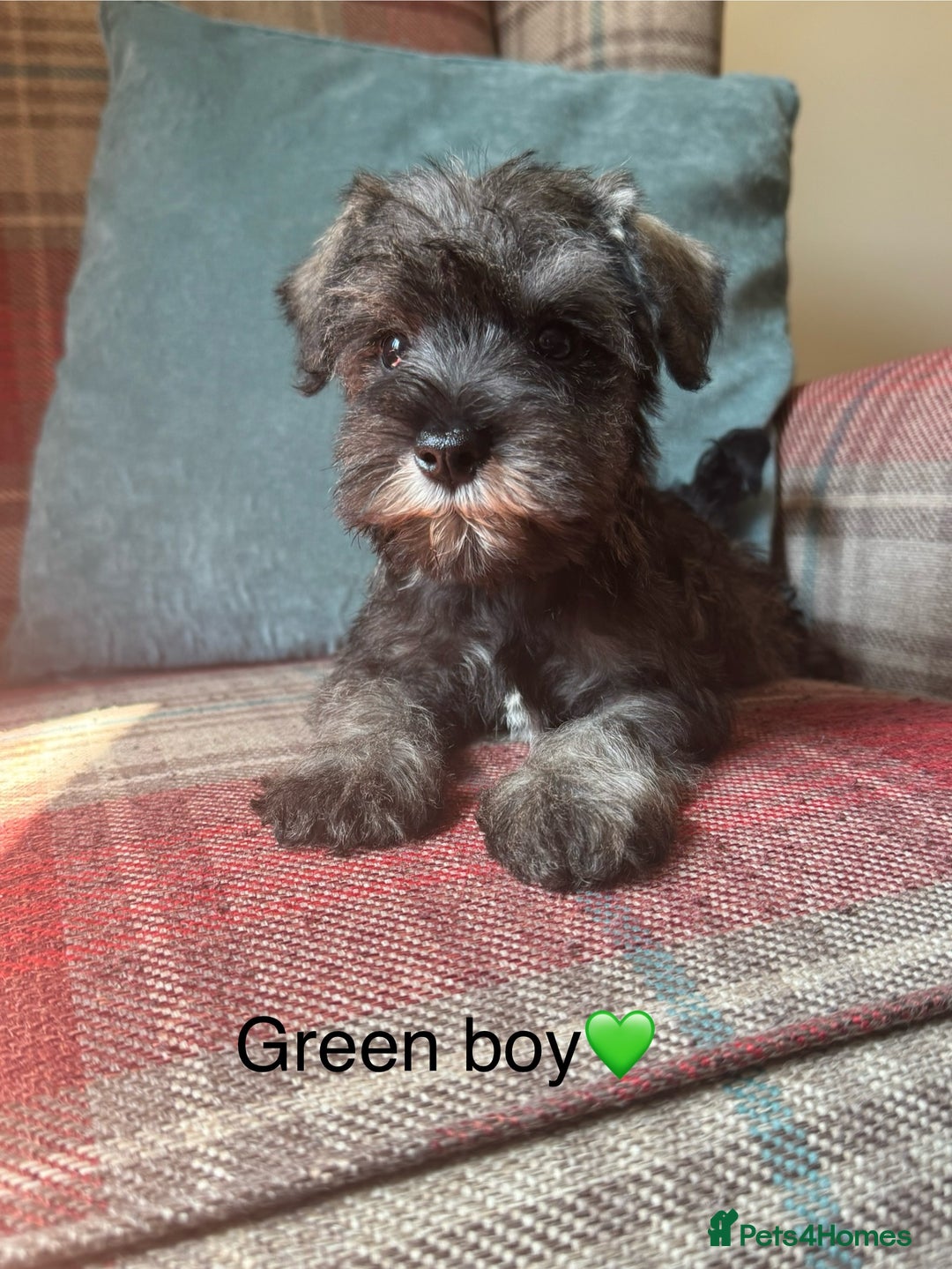 Miniature Schnauzer dogs for sale: KC Registered, health tested, puppies ready now!  - Image 7