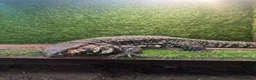 Lizard reptiles for sale: Argentine tegu  in Hoddesdon - Advert 2