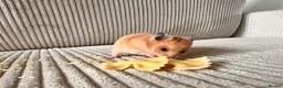 Hamster rodents for sale: Syrian hamster babies - Advert 9