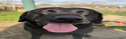Labrador Retriever dogs for sale: LABRADOR RETRIEVER KC reg Puppies  in York - Advert 2