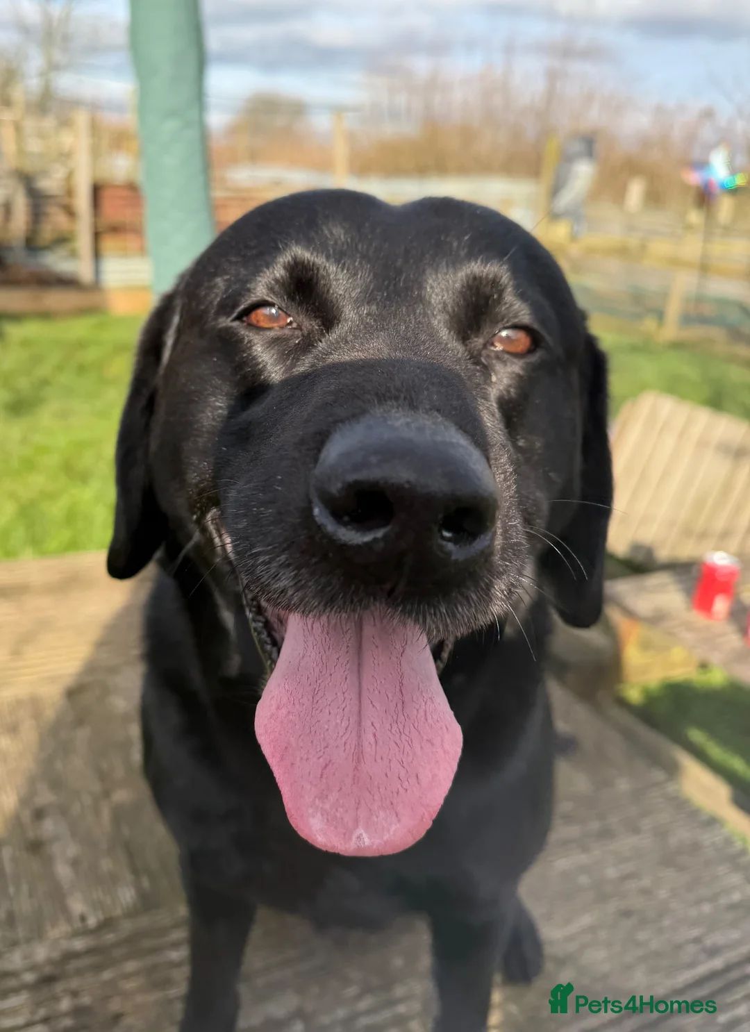 Labrador Retriever dogs for sale: LABRADOR RETRIEVER KC reg Puppies  in York - Advert 2