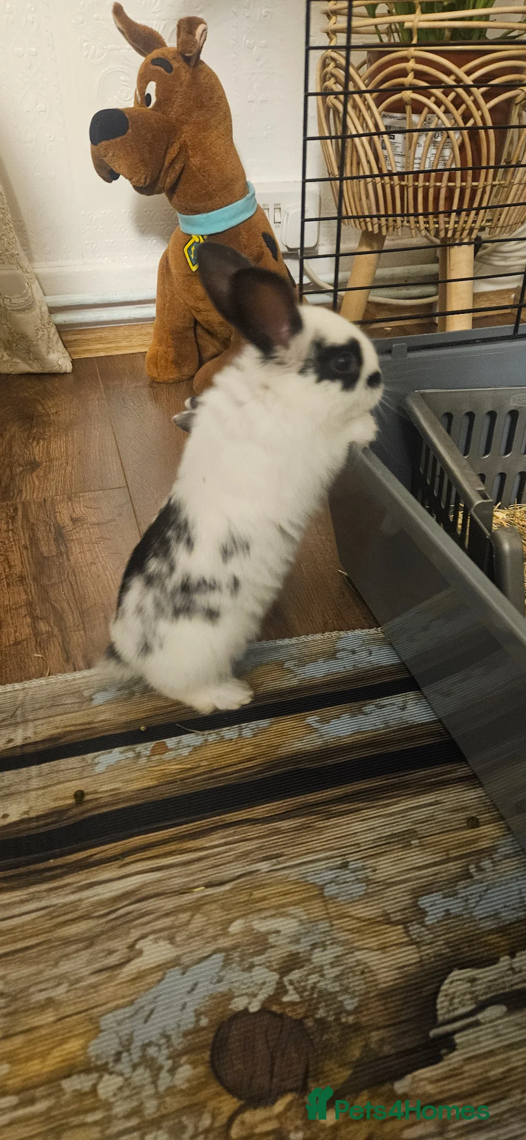 Mixed Breed rabbits for sale: They are mix Rex and Dutch  - Advert 2