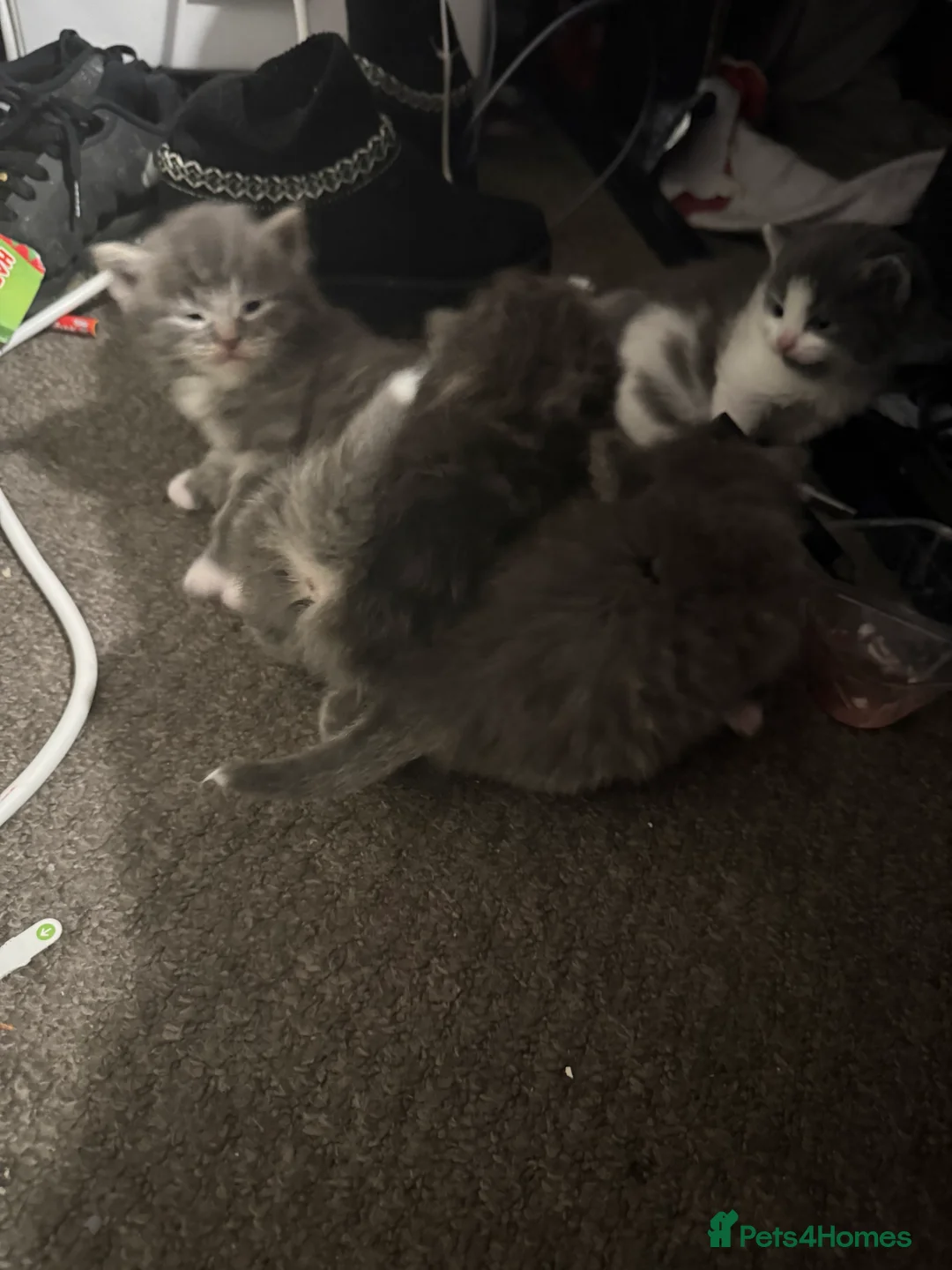 Norwegian Forest Cat cats for sale: Fluffy purrfeecctt bundles of love  - Advert 7