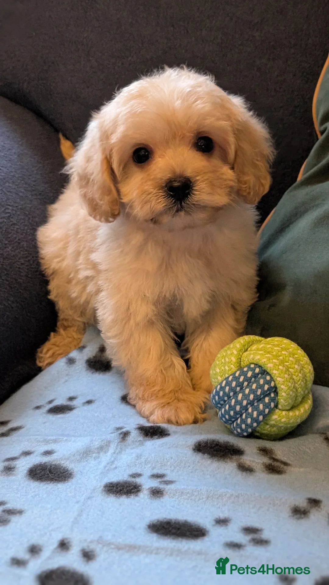 Maltipoo dogs for sale: Toy Maltipoo Puppies - READY NOW - Advert 4