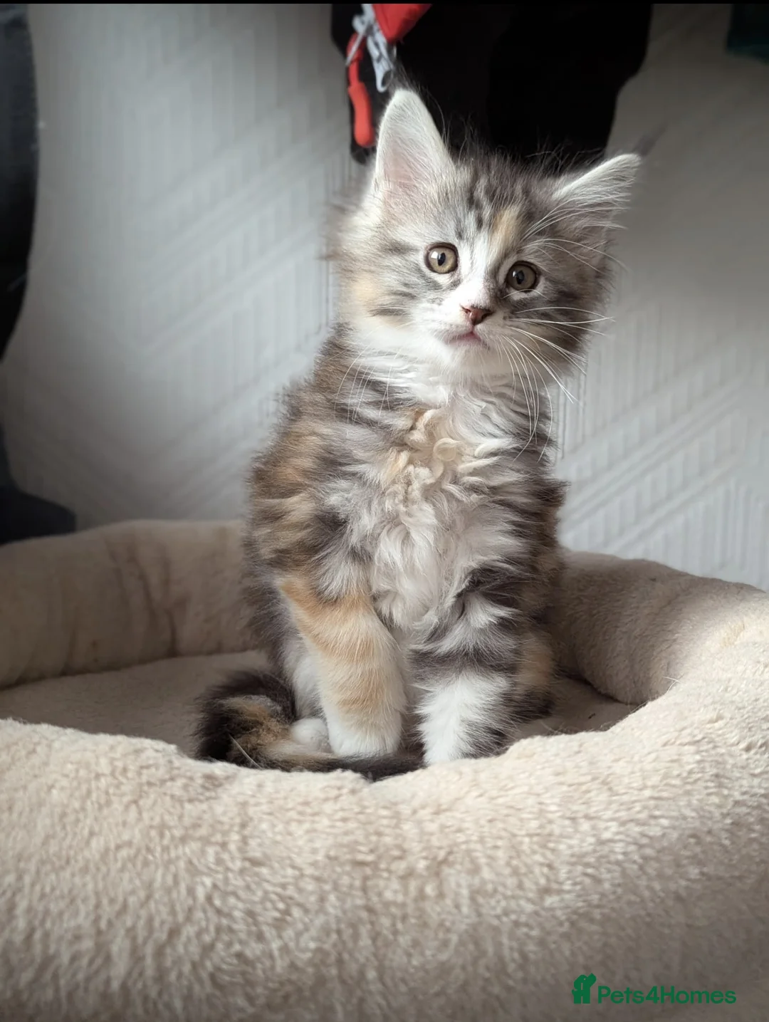 Maine Coon cats for sale: pure maine coon kitten - Advert 1