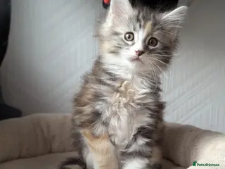 Maine Coon cats pure maine coon kitten - Advert 1