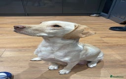 Labrador Retriever dogs for sale: Gorgeous chucky Labradors  - Image 8