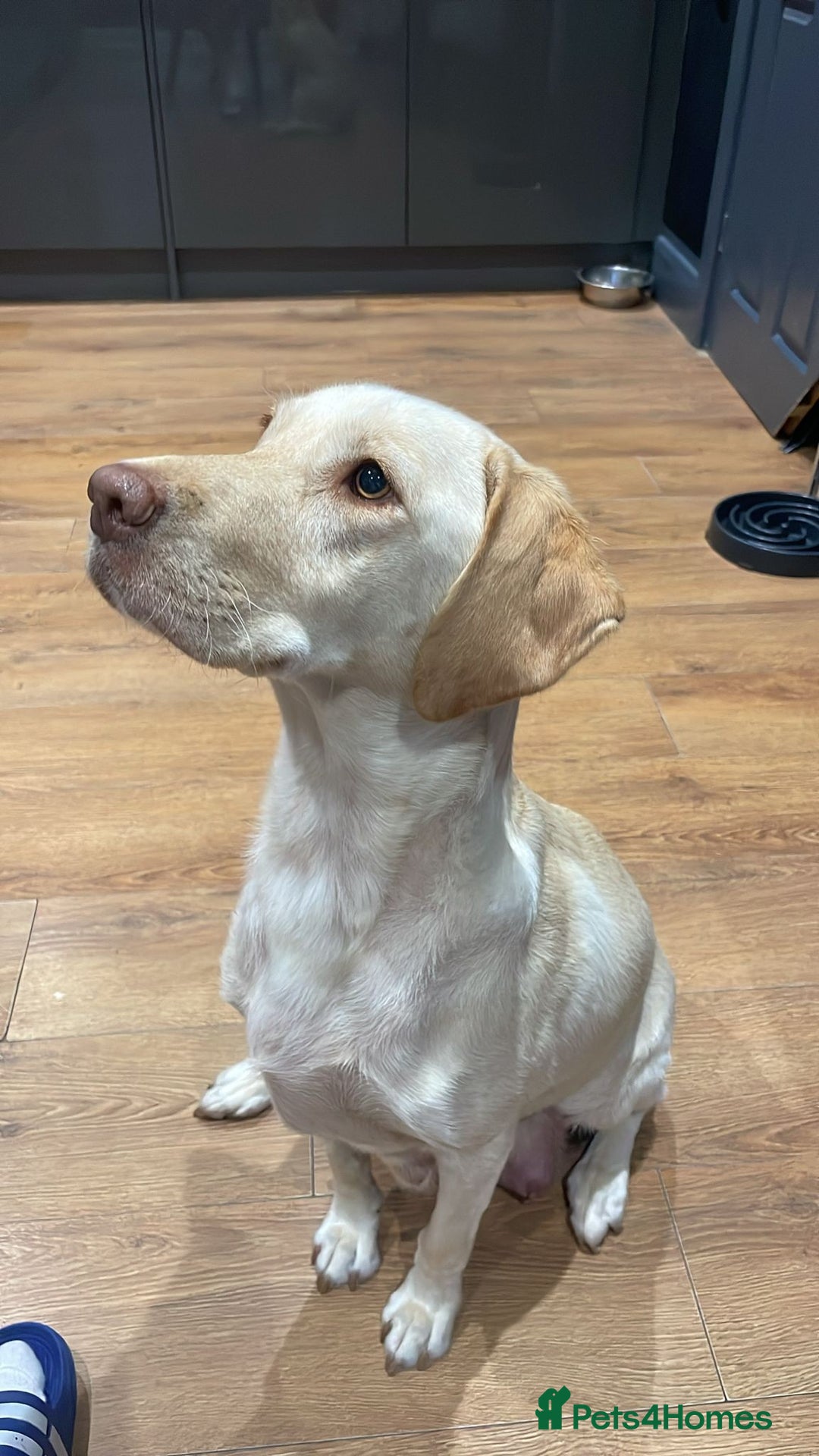 Labrador Retriever dogs for sale: Gorgeous chucky Labradors  - Image 8
