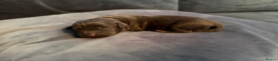 Labradoodle Puppy 7