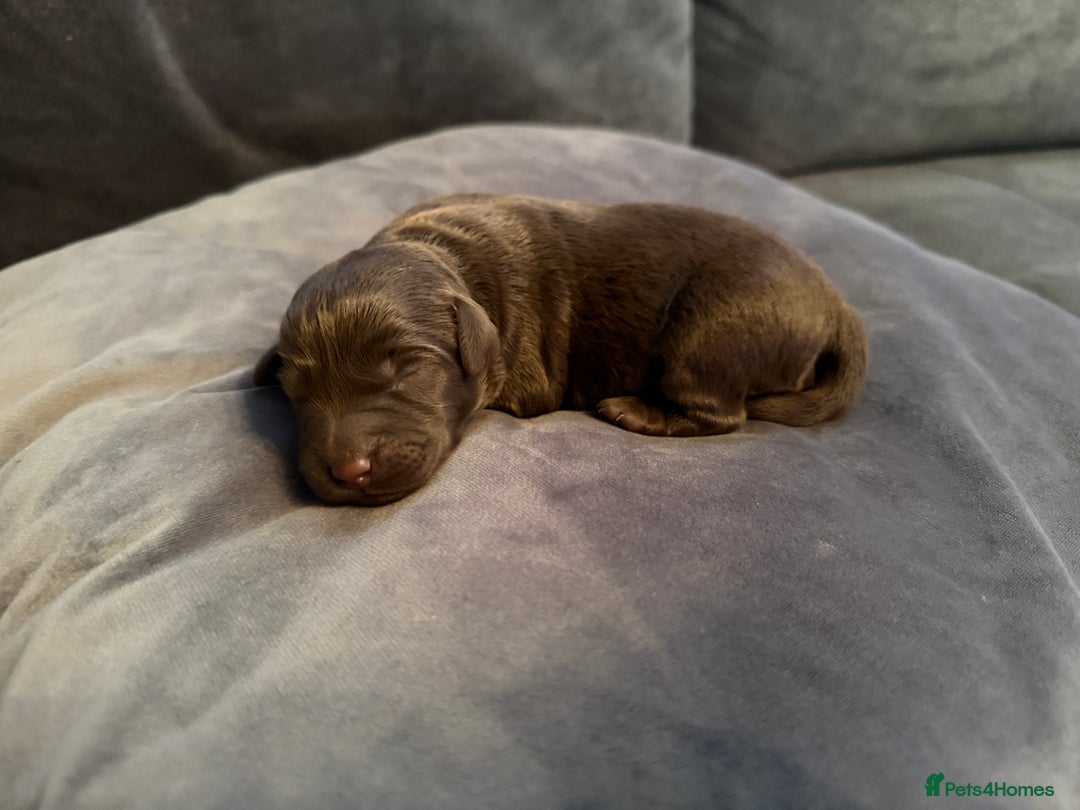 Labradoodle dogs for sale:  Rare Merle Labradoodle Puppies ready 25/10/25 - Image 22