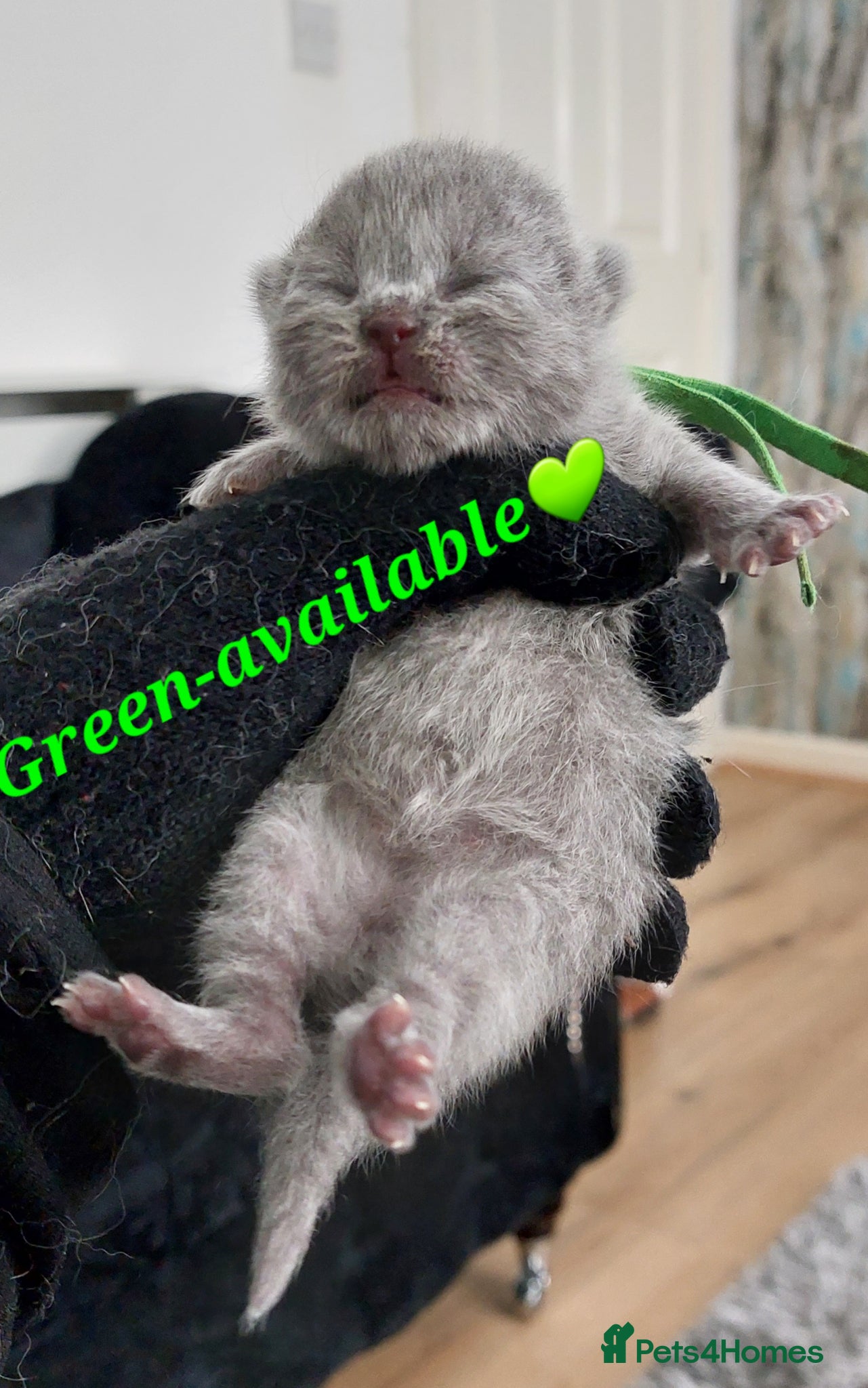 British Shorthair cats ❤️‍🔥PRESTIGIOUS🏆CHAMPION SIRED KITTENS! - Advert 2