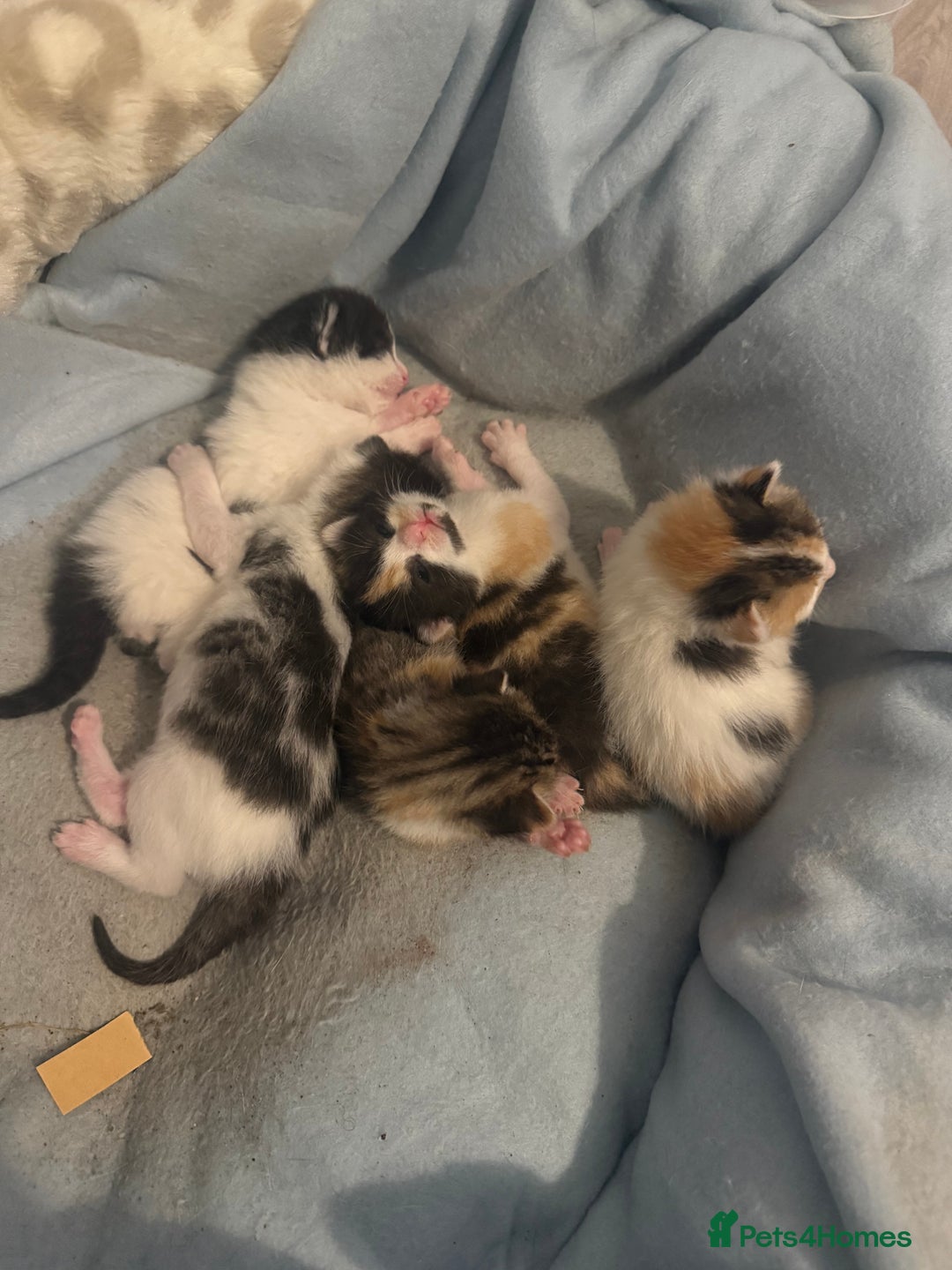 Mixed Breed cats for sale: 5 female kittens for sale  - Image 9