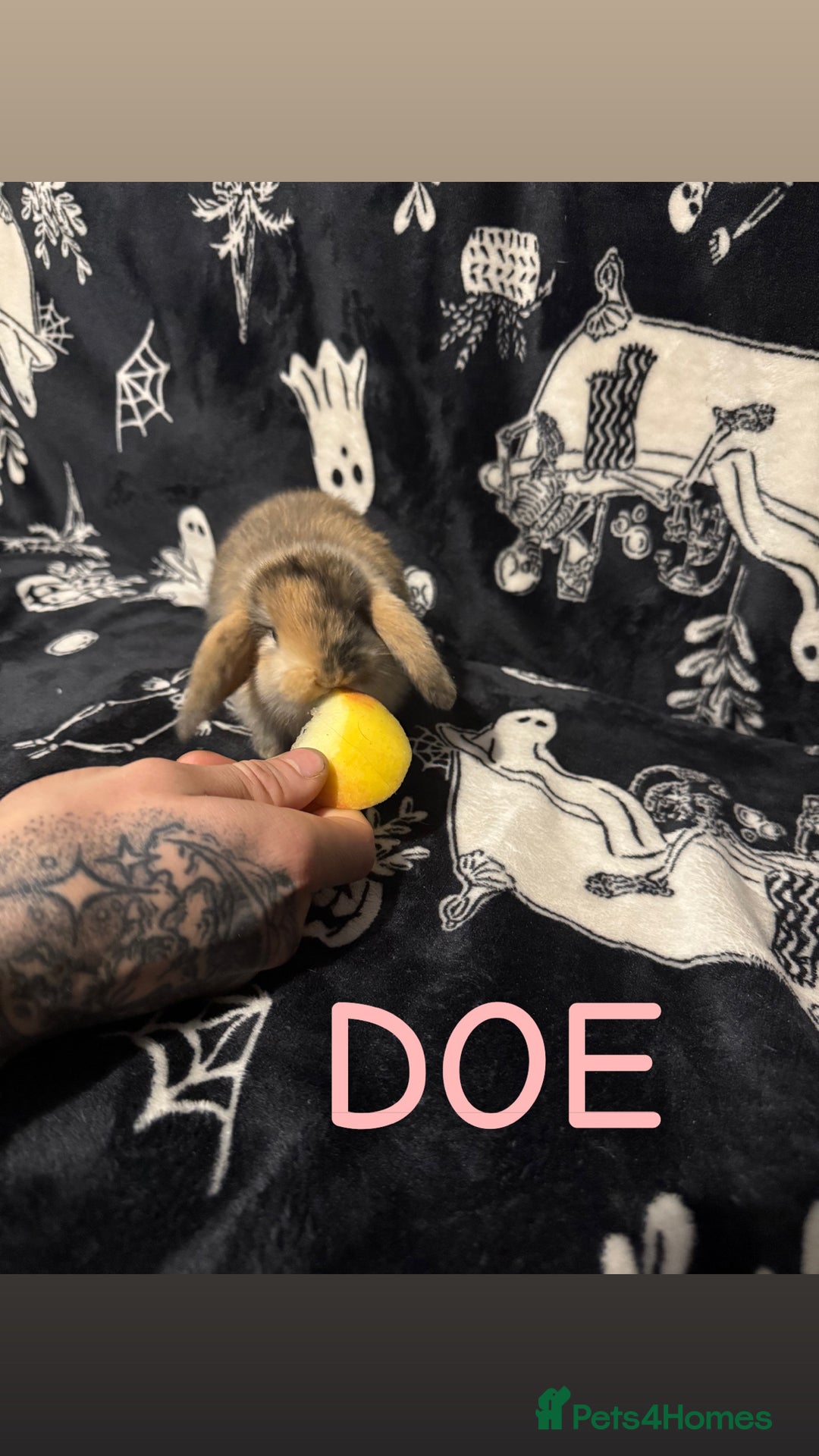 Mini Lop rabbits for sale: 3 Harlequin Mini Lops Available - Advert 1