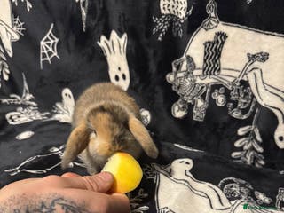 Mini Lop rabbits 3 Harlequin Mini Lops Available - Advert 17