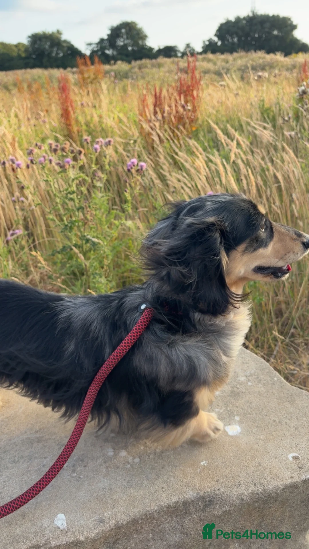 Miniature Dachshund dogs for stud: Odin: silver dapple tan miniature dachshund  in Hull - Advert 2
