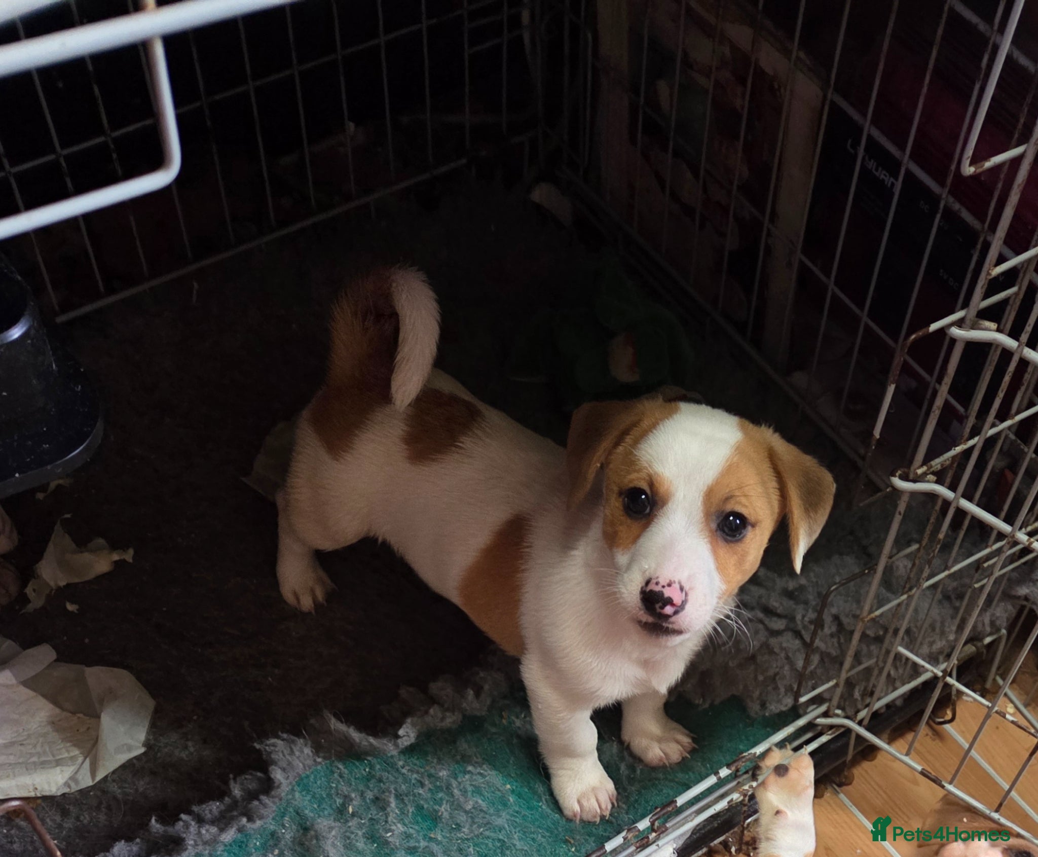 Jack Russell dogs for sale: Jack Russell puppies  - Advert 1