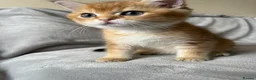 British Shorthair cats for sale: 🐾 Champion Bloodline BSH Golden Kittens 🐾 - Advert 27