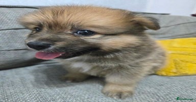 Pomchi dogs - Advert 7