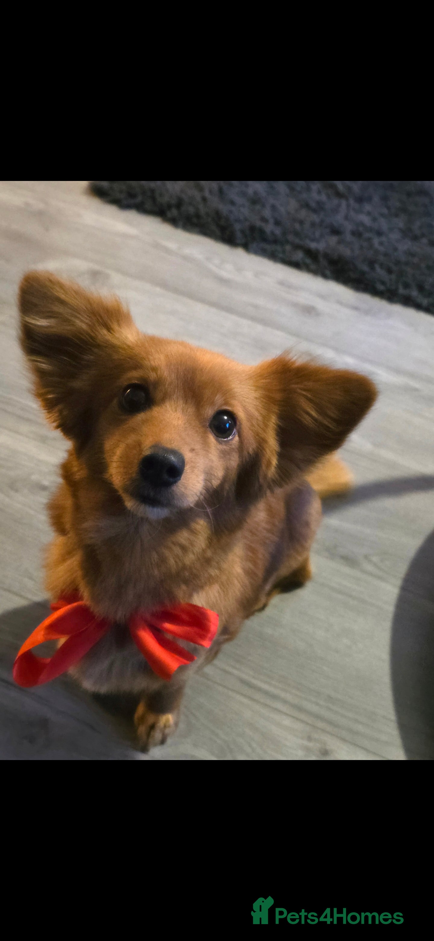 Mixed Breed dogs Pomeranian x Miniature Long Haired Dachshund  - Advert 1