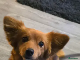 Mixed Breed dogs Pomeranian x Miniature Long Haired Dachshund - Advert 1