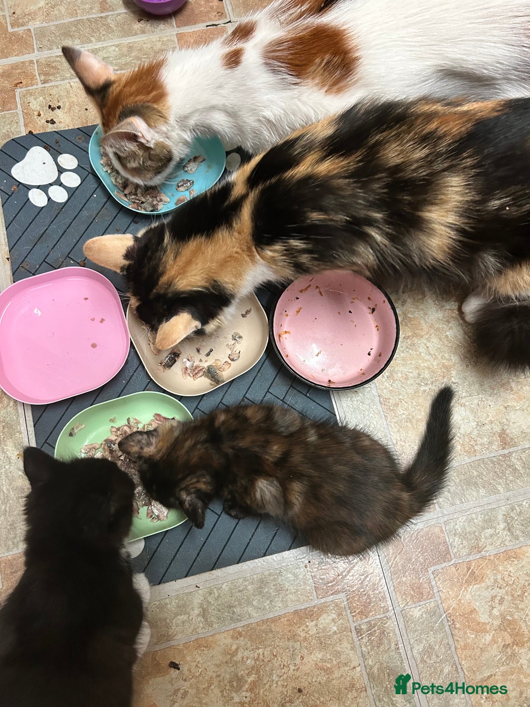 Mixed Breed cats for sale: One of two female kittens - Image 1