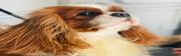 Cavalier King Charles Spaniel dogs for stud: CKCS For Stud in Waterlooville - Advert 2
