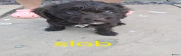 Cockapoo dogs for sale: Chocolate cockatoo x 3 dog in Maesteg - Advert 8