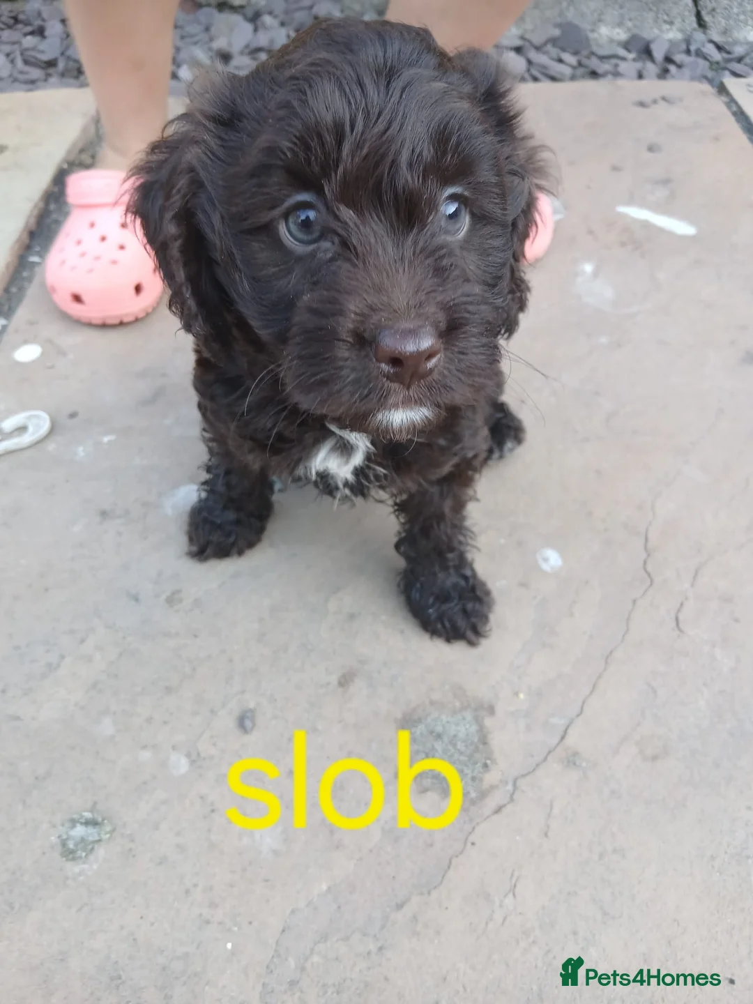 Cockapoo dogs for sale: Chocolate cockatoo x 3 dog in Maesteg - Advert 8